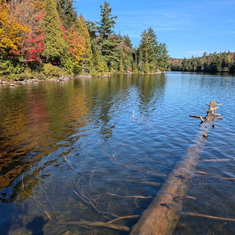 Algonquin Park Spruce Bog Boardwalk Trail Best Hikes Algonquin